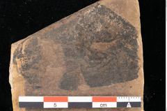 Foto (Detailansicht) von Phyllerium parschlugianum Ettingshausen (NHMW-GEO-2024-0188-0013a)